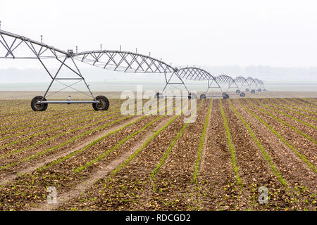 Seitenansicht eines Drehmittelpunkt Bewässerungssystem in einem Jungen Feld von Mais in der französischen Landschaft von einem nebligen Frühling Morgen. Stockfoto