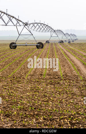 Seitenansicht eines Drehmittelpunkt Bewässerungssystem in einem Jungen Feld von Mais in der französischen Landschaft von einem nebligen Frühling Morgen. Stockfoto