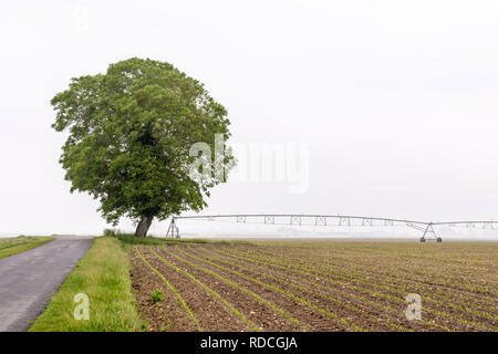 Eine isolierte Walnussbaum in einem Feld von Mais mit einem Land Straße und einen Drehmittelpunkt Bewässerungssystem in der französischen Landschaft von einem nebligen Morgen. Stockfoto