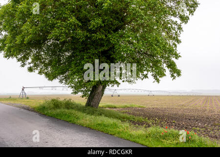 Nußbaum in einem Jungen Feld von Mais mit einem Feldweg und einen Drehmittelpunkt Bewässerungssystem in der französischen Landschaft von einem nebligen Morgen. Stockfoto