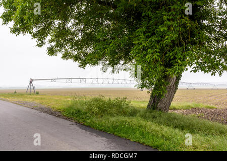 Nußbaum in einem Jungen Feld von Mais mit einem Feldweg und einen Drehmittelpunkt Bewässerungssystem in der französischen Landschaft von einem nebligen Morgen. Stockfoto