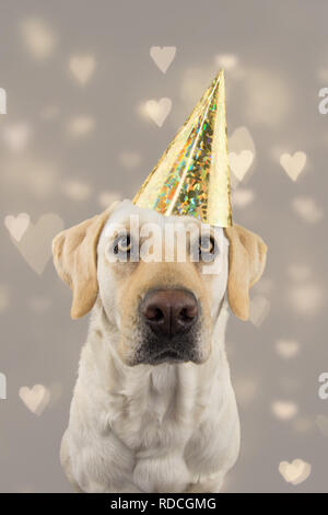 Hund IN GOLDENEN GEBURTSTAG ODER DAS NEUE JAHR HAT. LABRADOR RETRIEVER feiern eine Party. Isolierte STUDIO SHOT, gegen Grau bunten Hintergrund mit DEFOKUSSIERTEN Stockfoto