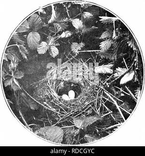 . Nature's Carol Singers. Vögel. NATURE'S CAROL SÄNGER. der Freude und Hoffnung in ihnen. Sie scheinen zu den kommenden Frühling ankündigen. Diese Sorte hat eine eigentümliche Gewohnheit. HEDGE SPATZEN NISTEN UND EIER, flirten oder Mischen seine Flügel, daher das sehr geeignete lokale Namen vor der genannten. Seine Forderung ist eine klagende â Peep, Peep. Die Hecke Sparrow, Natürlich bleibt bei uns das ganze Jahr über, und im Winter Hopfen ruhig über in Gärten, 94. Bitte beachten Sie, dass diese Bilder aus gescannten Seite Bilder, die digital für die Lesbarkeit verbessert haben mögen - Färbung und Erscheinungsbild der extrahiert werden Stockfoto