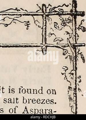 . E. Fred Washburn's Amateur kultivator Leitfaden für die Blume & Amp; Küche Garten für 1880. Baumschulen Massachusetts Kataloge; Blumen Samen Kataloge; Küche Garten Kataloge; Gemüse; Früchte Samen Samen Kataloge Kataloge. (ASPAKAGUS ASPAEAGUS OFFICIXiLIS). Deutsch, Spargel. - Französisch Asperge. - Spanisch, Esparrago. Dieses universelle Gemüse soll ein Eingeborener von Großbritannien, wo es am Ufer des sandigen Boden zusammenhängende zum Meer gefunden wird, wächst üppig Unter dem Salz Brisen. Es gibt, so sagt man, mehrere Sorten von aspara-gus; aber der Unterschied vor allem ergibt sich aus Stockfoto
