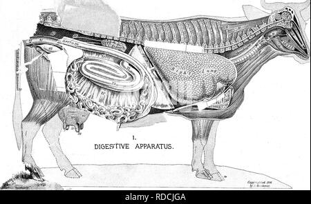 . Die erfolgreiche Stockman und Handbuch der Tierhaltung. Vieh; Veterinärmedizin. ^-=^,. Bitte beachten Sie, dass diese Bilder sind von der gescannten Seite Bilder, die digital für die Lesbarkeit verbessert haben mögen - Färbung und Aussehen dieser Abbildungen können nicht perfekt dem Original ähneln. extrahiert. Gardenier, Andrew A. Springfield, Massachusetts: King-Richardson Co. Stockfoto