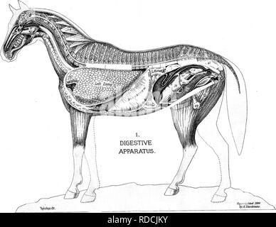 . Die erfolgreiche Stockman und Handbuch der Tierhaltung. Vieh; Veterinärmedizin. . Bitte beachten Sie, dass diese Bilder sind von der gescannten Seite Bilder, die digital für die Lesbarkeit verbessert haben mögen - Färbung und Aussehen dieser Abbildungen können nicht perfekt dem Original ähneln. extrahiert. Gardenier, Andrew A. Springfield, Massachusetts: King-Richardson Co. Stockfoto