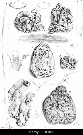 . Eine Monographie des britischen SpongiadÃ ¦. Schwämme. Platte XCi.. la â i, 11,1. sodi clya iclnoTi dr-ia •&lt;:/,; 1,11, RUGOSA I5l. euconia Somesu 6-17 WP Intos),,, 18 19, Dyeidca oo. naoea 20.. Bitte beachten Sie, dass diese Bilder sind von der gescannten Seite Bilder, die digital für die Lesbarkeit verbessert haben mögen - Färbung und Aussehen dieser Abbildungen können nicht perfekt dem Original ähneln. extrahiert. Bowerbonk, James Scott, 1797-1877; Norman, Alfred Merle, 1831 - red. London Pub für den Ray Gesellschaft von R. Hardwicke Stockfoto