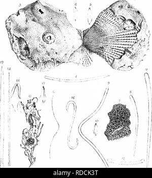 . Eine Monographie des britischen SpongiadÃ ¦. Schwämme. Platte I, XXYI.. ic'i'v' i L'Tir..-ii I nil Ila la.") - ('&gt;]. coTiac-ca 7-1^: Luni ^. Al. Ich. u,,,, 1,1 ,1 Ich. iJ:'': Ich nil I'â' [f':.}]:. Bitte beachten Sie, dass diese Bilder sind von der gescannten Seite Bilder, die digital für die Lesbarkeit verbessert haben mögen - Färbung und Aussehen dieser Abbildungen können nicht perfekt dem Original ähneln. extrahiert. Bowerbonk, James Scott, 1797-1877; Norman, Alfred Merle, 1831 - red. London Pub für den Ray Gesellschaft von R. Hardwicke Stockfoto