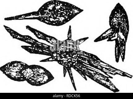 . Klinische Diagnostik der inneren Krankheiten der Haustiere. Veterinärmedizin; Diagnose, Veterinär; Veterinärmedizin. Oxalat von Kalk. Harnsäure. kann auch beobachtet werden. Natriumcarbonat von Kalk Kristalle kommen auch in Form von Brötchen, Hanteln, Wetzsteine und Kreuze. Amorphes Pulver von Karbonat von Kalk werden kann. Bitte beachten Sie, dass diese Bilder sind von der gescannten Seite Bilder, die digital für die Lesbarkeit verbessert haben mögen - Färbung und Aussehen dieser Abbildungen können nicht perfekt dem Original ähneln. extrahiert. Malkmus, Bernhard, 1859-1925. Chicago, A. Eger Stockfoto