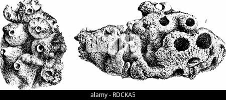 . Eine Monographie des Britischen Spongiadae. Schwämme. Platte LI.. Bitte beachten Sie, dass diese Bilder sind von der gescannten Seite Bilder, die digital für die Lesbarkeit verbessert haben mögen - Färbung und Aussehen dieser Abbildungen können nicht perfekt dem Original ähneln. extrahiert. Bowerbonk, James Scott, 1797-1877; Norman, Alfred Merle, 1831 - red. London Pub für den Ray Gesellschaft von R. Hardwicke Stockfoto