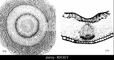 . A biochemic Basis für das Studium der Taxonomie, Vererbung, Evolution, etc., mit besonderer Bezugnahme auf die Stärke und das Gewebe des Elternteils - Aktien und Hybrid-Bestände und die Stärke und hämoglobine von Sorten, Arten und Gattungen. Stärke; Biochemie; Pflanzen-hybriden; Pflanzen. 00 193. Bitte beachten Sie, dass diese Bilder sind von der gescannten Seite Bilder, die digital für die Lesbarkeit verbessert haben mögen - Färbung und Aussehen dieser Abbildungen können nicht perfekt dem Original ähneln. extrahiert. Reichert, Edward Tyson, b. 1855. Washington, D.C., Carnegie Institution der Wa Stockfoto