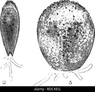 . Die britische Süßwasser und Rhizopoda Heliozoa. ; Rhizopoda Heliozoa; Süßwasser Tiere. / '/. Bitte beachten Sie, dass diese Bilder sind von der gescannten Seite Bilder, die digital für die Lesbarkeit verbessert haben mögen - Färbung und Aussehen dieser Abbildungen können nicht perfekt dem Original ähneln. extrahiert. Cash, James, 1839-1909; Hopkinson, John, 1844-1919. gemeinsame Thema; Wailes, George Herbert, 1862. London, Gedruckt für den Ray Scociety Stockfoto