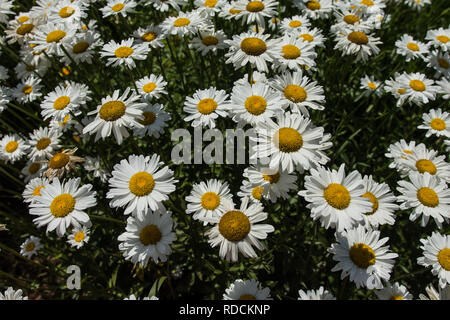 Feld voll von Wildflower weißen Gänseblümchen Stockfoto