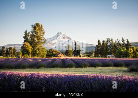 Lavendel Blume Feld in der Nähe von Mt. Haube in Oregon, mit einer verlassenen Scheune Stockfoto