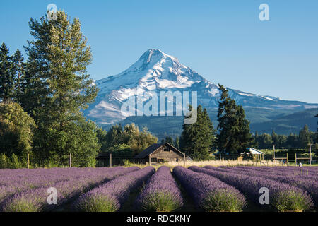 Lavendel Blume Feld in der Nähe von Mt. Haube in Oregon, mit einer verlassenen Scheune. Stockfoto