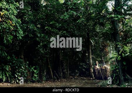 Olal, Ambrym Insel/Vanuatu - JUL 10 2016: Rom-Tänzer und ein Dorf chief Warten eine magische Tanz am Rande des Regenwaldes durchzuführen Stockfoto