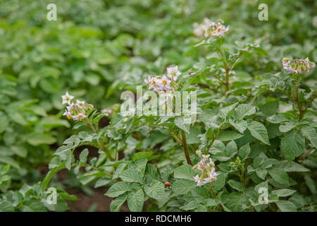 Die Kartoffel wächst und blüht im Garten im offenen Gelände. Gemüse für vegetarisches Essen sind in der organischen Gärten angebaut. Stockfoto