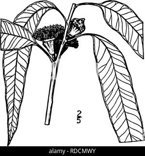 . North American Bäume: Beschreibungen und Abbildungen der Bäume unabhängig von Anbau in Nordamerika wächst, nördlich von Mexiko und der Karibik. Bäume. Eukalyptus 731 Der Name ist Griechisch, in Bezug auf die Ud-Uke Kappe der Kelch. Chytraculia Patrick Browne, ist der älteste Name dieser Gattung, aber kein Typ Art wurde er von ihm zugewiesen. V. Gattung Eukalyptus Eukalyptus L'HfiRITIER Arten Eucalyptus globulus Labillardibre iUCALYPTUS, auch Blue Gum genannt, wurde in Kalifornien Eingeführt ca. 1870; Wegen seines rasanten Wachstums wurde sehr ausgiebig für Tim gepflanzt Stockfoto