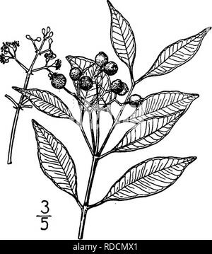 . North American Bäume: Beschreibungen und Abbildungen der Bäume unabhängig von Anbau in Nordamerika wächst, nördlich von Mexiko und der Karibik. Bäume. 730 Spicewood IV. SPICEWOOD GATTUNG CALYPTBANTHES SWARTZ Arten Calyptranthes pallens (Poiret) Grisebach Eugenia pallens Poiret. Calyptranthes Chytraculia Westen, nicht Swartz seinen tropischen Baum oder Strauch, unsere Region in der südlichen Halbinsel Florida und die Schlüssel, wo Sie in einer der Hängematten in der Nähe der Küste vorkommt. Es ist üblich, auf vielen der Westindischen Inseln, erreichen eine maximale Höhe von 8 Meter, bei einem Stammdurchmesser von über i Stockfoto