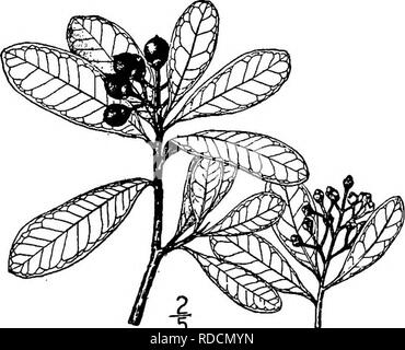 . North American Bäume: Beschreibungen und Abbildungen der Bäume unabhängig von Anbau in Nordamerika wächst, nördlich von Mexiko und der Karibik. Bäume. 698 Zimt Holz Länge der Blütenblätter und Fransen am Rand; blütenkrone 5 längliche Blütenblätter 4,5 zu 5 nam. Lange, stumpf, konkav, dicken, fleischigen, Lila und Laubbäume; die Staubgefäße werden 15 bis 20, die Vereinigten Filamente iato ein Rohr 3 mm hoch; Antheren linear, 2-Ventil, open-ing Längs; Fruchtknoten oder länglich zylindrisch-konischen; der Stil ist kurz und fleischig, die Schande, die 2- oder 3-lappig. Die Frucht, die vor allem im Frühjahr reift, ist Stockfoto