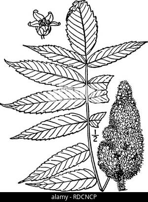 . North American Bäume: Beschreibungen und Abbildungen der Bäume unabhängig von Anbau in Nordamerika wächst, nördlich von Mexiko und der Karibik. Bäume. 6 o 8 Die Sumacs etwa 3 mm lang. Die Blätter sind von 2 bis 6 dm Lang, mit 11 bis 31 Informationsblätter und ein romid behaarten Stängel und Achse; die Blättchen sind sehr kurz - Belaestigt oder Stiel - weniger, Lanzettlich bis länglich-lanzettlich, 7 bis 12 cm langen, langen-spitz, scharf gezahnten, festen, dunklen Grün und fast glatt auf der Oberfläche bei voll ausgewachsenen, blass und etwas haarig, mindestens auf die Venen, Imder Seite. Der Baum Blüten im Juni Stockfoto