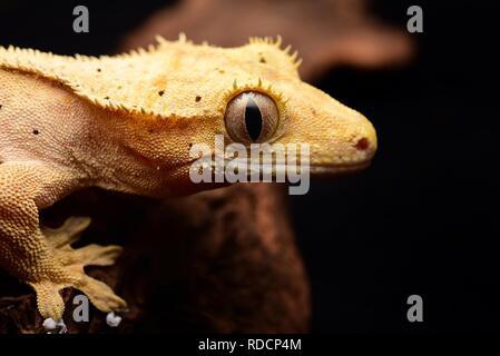 Crested Gecko (Correlophus Ciliatus) Stockfoto