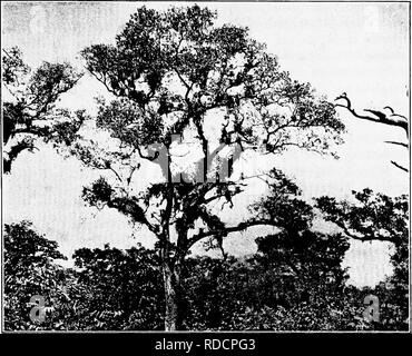 . North American Bäume: Beschreibungen und Abbildungen der Bäume unabhängig von Anbau in Nordamerika wächst, nördlich von Mexiko und der Karibik. Bäume. Live Oak 313. Abb. 265. - Live Oak, Miami, Florida. rötlich-braun oder grau-Skalen. Die Zweige sind schlank, steif, Woolly Zunächst werden - kommende glatt, grau oder braun. Der Winter Knospen sind gewölbt oder breit eiförmig, 1,5 mm lang, Hellbraun. Die Blätter sind länglich, ovalen oder eiförmig, stumpf oder leicht spitz, schmal keilförmig, oder manchmal abgerundet oder shghtly Herz - an der Basis geprägt, die in der Regel ganze auf der mehr oder weniger r Stockfoto