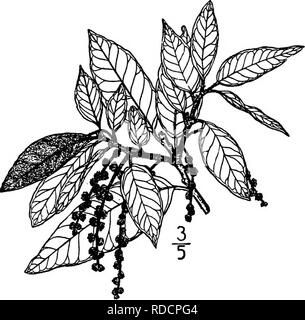 . North American Bäume: Beschreibungen und Abbildungen der Bäume unabhängig von Anbau in Nordamerika wächst, nördlich von Mexiko und der Karibik. Bäume. 312 Die Eichen hingewiesen, etwa 5 mm lange und von haarigen Schuppen bedeckt. Die Blätter sind eiförmig, länglich-Lanzettlichen, abgerundete oder Keil - an der Basis geformt, mit dicken - Zähne oder Trinkgeld ziemlich Gesamte auf die stark Drehgelenke margia. Sie sind dick und leath - erj'^, dunkelgrün, glänzend und glatt vor, blass und stellate - behaart, mit einem stout Mittelrippe und prominenten Äderung unter weiterhin für zwei oder mehr Jahre, der Blattstiel Stout, Stockfoto