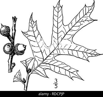 . North American Bäume: Beschreibungen und Abbildungen der Bäume unabhängig von Anbau in Nordamerika wächst, nördlich von Mexiko und der Karibik. Bäume. Türkei Eiche 287 gedrückt - behaarte Skalen. Die Blätter sind eiförmig im Umriss zu Eiförmig, 8 bis 20 cm. lang, die 3 bis 5 Lappen sind länglich eiförmig oder schmal lanzettlichen, Borsten - gespitzt, manchmal grob gezahnten, den Nebenhöhlen abgerundet und tief, der Basis keilförmig. Sie sind dick und steif, gelblich grün und glänzend, mit einem breiten, erhöhten Mittelrippe, blasser, glänzend und glatt, außer für die Büschel von Haaren in den Achseln der pri Stockfoto