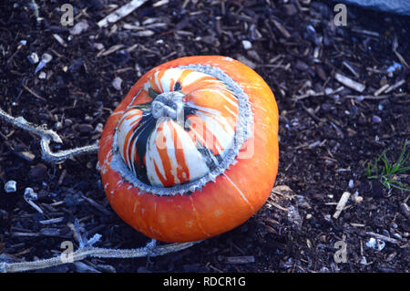 Orange gestreiften Turban squash" der Türke turban / Französisch turban' im Gemüsegarten an RHS Garden Harlow Carr, Harrogate, Yorkshire gewachsen. England, UK. Stockfoto