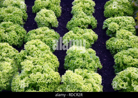 Reihen von Kopfsalat "Lollo Bionda" (Loose-Leaf) in einem Bett im Gemüsegarten an RHS Garden Harlow Carr, Harrogate, Yorkshire gewachsen. England, UK. Stockfoto