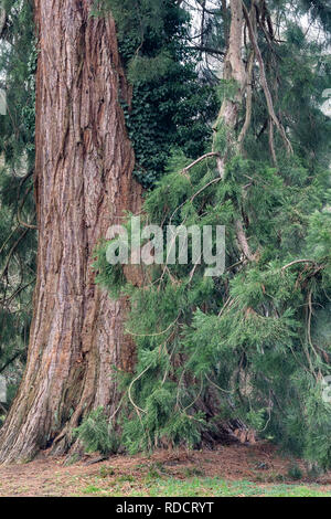 Sequoiadendron giganteum - Giant Redwood - Giant Sequoia in Westonbirt, die National Arboretum, Gloucestershire, England Stockfoto