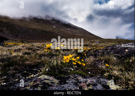 Kleiner Berg Blumen - Buttercup oder kaukasischen Buttercup wachsen auf Steine mit Moos und Flechten und Berghänge mit Wolken im Hintergrund Stockfoto