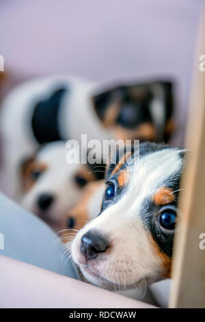 Bezaubernde Beagle Welpen im Vordergrund. Stockfoto