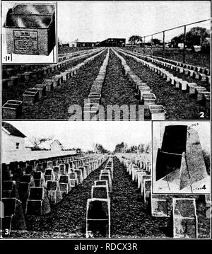 . Pflanzliches: Gewächshaus und Gärtnerei Praxis. Pflanzenvermehrung. 15 IXTROUUCTION Howard und einem "Haertesten von Missouri gepflanzt, über 200 Arten oi Samen die 51 Gattungen, um festzustellen, ob Samen im Allgemeinen in der Lage sind, sofort keimen nach Reifung, wenn unter günstigen Bedingungen gelegt. Samen von Gras, Lily, Rosa, Malve, Hülsenfrüchten und zusammengesetzte Familien scheinen keine Ruhezeit zu haben, während Rose, cashew Rebe und Familien haben einen iironounccd. Joh allgemeine Samen der Gehölze haben eine stärker ausgeprägte Ruhezeit und sind mehr Dif - schwierig in Wachstum zu zwingen, als Samen der vegetab Stockfoto