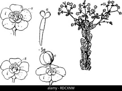 . Botanik für landwirtschaftliche Studenten. Botanik. 486 ANGIOSPERMEN Wolfsmilch Familie (Euphorbiaceae). - Die wolfsmilch Familie beinhaltet viele Arten, von denen viele tropische sind. Die Blüten sind meist klein, hypogynous und Eingeschlechtlich. Die blütenhülle ist in der Regel einfach und manchmal nicht vorhanden. Die staubblätter reichen von 1-zu-viele, und der Stempel besteht aus drei Fruchtblätter {Abb. 433). Die Pflanzen enthalten in der Regel einen milchigen Saft, der in vielen Arten giftig ist. Einige von ihnen sind allgemein, in der Regel wächst Unkraut in Gärten und Lkw-Patches niederzuwerfen.. Abb. 433. - Blumen und Früchte des Blühens Wolfsmilch (Euph Stockfoto