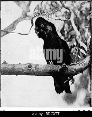 . Die Vögel von Australien. Vögel. 202 DIE VÖGEL VON AUSTRALIEN die White-tailed Kakadu. Calyptorhynchus haudini. Süd - West Australien. Federn eng mit Weiß matt. Gesamtlänge 23 cm, Flügel 1.5.2, Schwanz 14, Bill 2.3, Tarsus 1.2. Eier (2) Messen 1,78 x 1,27 Zoll. In der Regel Wald Land; ihre weißen Lores und Schwänze sind auffällig. "Die WWU. A. H. E. Mattingley. Schwarz Kakadu: Calyptorhynchus Funereus. Die gelb-eared Schwarz Kakadu. Calyptorhynchus Funereus. South Queensland, New South Wales, Victoria, South Australia, Tasmanien, und King Island. Federn von Th Stockfoto