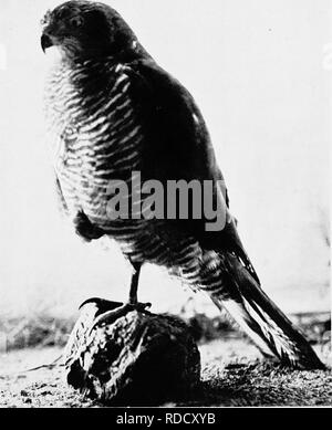 . Die Vögel von Australien. Vögel. 174 DIE VÖGEL von AUSTKALIA es unter ihnen swoops und ergreift ein Opfer von der Fläche der Wasser. Gould sagt, dass das Nest ist in der Regel auf einen großen Sumpf gebaute Eiche {Casuarina) auf der Seite des Creek, aber. Aus dem Leben. Habicht. D, Le Souef. Gelegentlich in einer Bucalypt und weg vom Wasser. Es ist groß im Verhältnis zu den Vögeln. Es ist von Sticks gebaut und gesäumt von Gummi verlässt. Die Eier, in der Regel 3, bläulich-weiß über mit gelegentlichen buff Flecken beschmiert, als wenn mit schwachen verschmutzt. Bitte beachten Sie, dass diese Bilder aus gescannten Seite Bilder extrahiert werden Stockfoto
