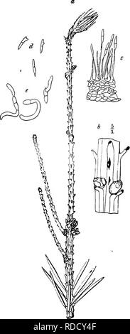 . Krankheiten von Pflanzen durch cryptogamic Parasiten induziert: Einführung in das Studium der pathogenen Pilzen, Schleim - Pilze, Bakterien, &Amp; Algen. Pflanzenkrankheiten; parasitäre Pflanzen, Pilze. SEPTORIA. 477 kultivierten Petersilie in Europa und Großbritannien, Feind der Sellerie in den Vereinigten Staaten. S. armoraciae Sacc. Auf Meerrettich in Amerika. S. consimilis Ell. et Mart, frequentiert Kopfsalat in Amerika. S. lycopersici Speg. Dieser Parasit, ursprünglich in Amerika beobachtet, hat vor Kurzem wurden angerissen durch Briosi und Cavara auf Tomaten in Italien. Es verursacht Flecken auf Blättern, Stängeln und Früchten, zuzufügen, damit Con-siderabl Stockfoto