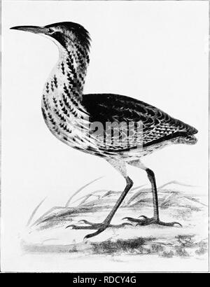 . Die Vögel von Australien. Vögel. Die gelb-NECKED BITTEBN 139 Die gelb-necked Rohrdommel. Gouldi Dupetor. Australien (mit Ausnahme der südlichen) und Neuguinea. Über dunklen grau-braun; Schwanz schwärzlich; crest Federn auf dem Kopf; ein Band der Goldene strohgelbe Farbe nach unten läuft die Seiten des Halses, die untere. : Rohrdommel Botaurus poeciloptilus. Meyer. Federn, längliche; Braun unter der Oberfläche; eine zentrale Reihe von Spots hinunter die Kehle schwarz. Gesamtlänge 24 cm, eulmen 3.35, Wing 8.9, Schwanz 3.4, tarsus 2.65. Eine leichte Struktur des Sticks in der Regel in einer horizontalen Zweig auf einen Baum über oder in der Nähe von Wasser platziert Nest. Fou Stockfoto