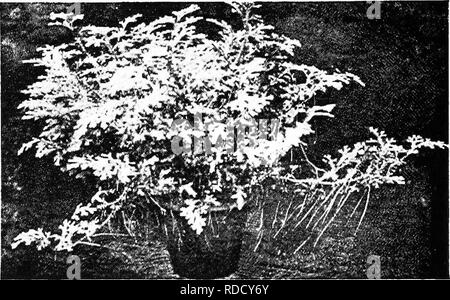 . Botanik für landwirtschaftliche Studenten. Botanik. 440 PTERIDOPHYTEN (Farn Pflanzen) Die Strobilus daher ergab sich durch die Differenzierung der Blätter in Funktion und Aggregation der sporophylls. Unterschiedliche in Funktion, sporophylls und vegetativen Blätter kommen würde in der Form zu unterscheiden. Man kann einen erheblichen Vorteil in diesem finden Sie in der Anlage. Es erlaubt, eine große Anzahl von blattgewebe vollständig auf die Herstellung von Lebensmitteln verwendet werden, während die sporophylls, denn Sie sind nicht für Nahrungsmittel abhing, viel zu voll, und in der Folge viele Sporen auf eine kleine Region produziert werden können. In Streuung der Stockfoto