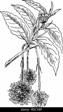 . Unsere einheimischen Bäume und wie sie zu identifizieren: Eine populäre Untersuchung über ihre Gewohnheiten und ihre Besonderheiten. Bäume. Pistillate Staminate und eine Blume der Buche; en-Larged. Immer Braun auf junge Bäume oft klammern sich an den Zweigen alle Win-ter. Wenn die Blätter im Frühjahr erscheinen, sie sind stark mit saurem Saft aufgeladen. Blattstiele kurz, leicht gerillt, behaart. Nebenblätter caducous. Blumen.- April, wenn die Blätter sind ein Drittel gewachsen. Staminate in runder Köpfe ein Zoll im Durchmesser auf schlanken behaarten Blättern, die staminate Blüten sind gelb-grün lowish getragen und bestehen aus einem bell - Vier geformt Stockfoto