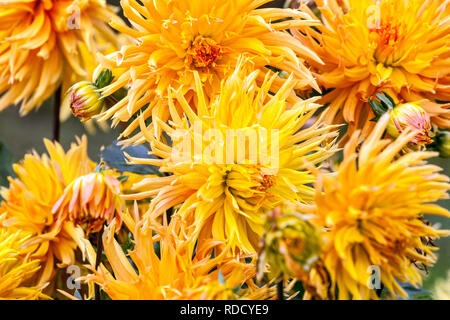 Gelbe Dahlia Garten Blume Dahlia Blume, Dahlien Gelb Orange Stockfoto