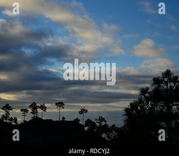 Kiefern mit Hintergrundbeleuchtung in der Morgendämmerung, blauer Himmel und Wolken, Pilancones, Kanarische Inseln Stockfoto