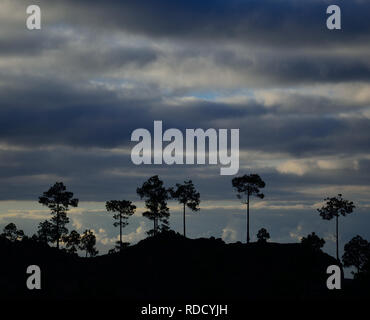 Silhouetten von Kiefern in der Dämmerung und bewölkter Himmel, Pilancones, Gran Canaria Stockfoto