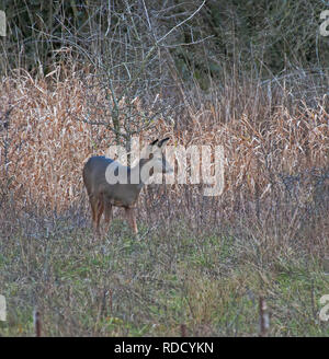 Rehe, Hyla arborea, Stockfoto