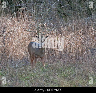 Rehe, Hyla arborea, Stockfoto