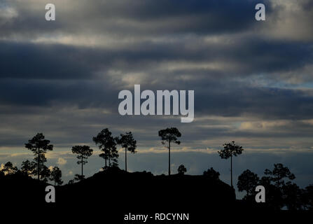 Silhouetten von Kiefern und bewölkter Himmel, Naturpark Pilancones in der Morgendämmerung, Gran Canaria Stockfoto