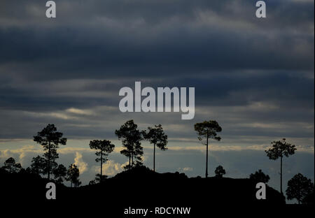 Silhouetten von Kiefern und bewölkter Himmel, Naturpark Pilancones, Kanarische Inseln Stockfoto