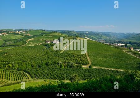 Grinzane Cavour, Piemont, Italien. Juli 2018. Am Fuße der Burg rund um himmlische Aussicht auf die Weinberge der Gegend. Es ist kein Zufall. Stockfoto